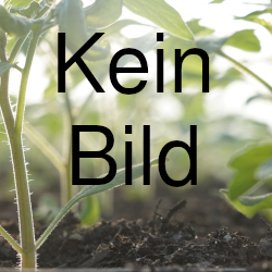 Bild von Rentita