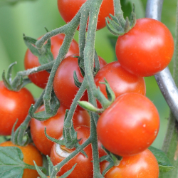 Bild von Mexikanischer Honig