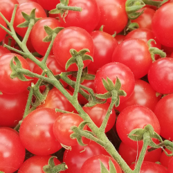 Bild von Rote Kleinfrüchtige Zucker